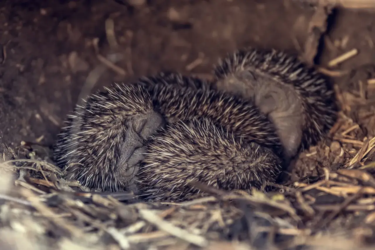 Zwei kleine Igel kuscheln sich eng aneinander in ihrem gem&uuml;tlichen Igelnest aus Laub und Zweigen.