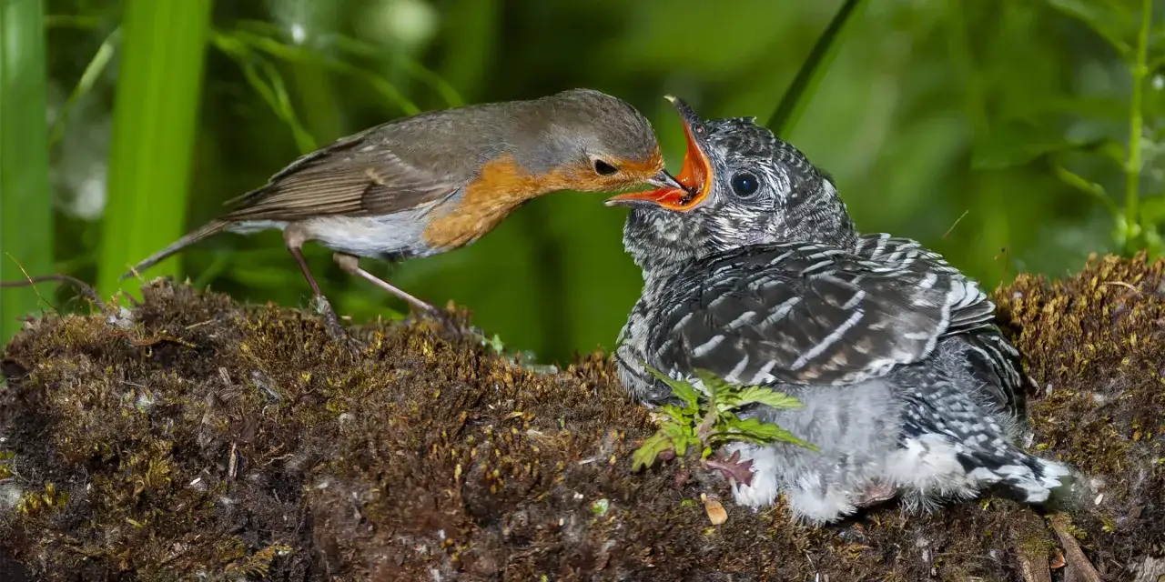 Ein Rotkehlchen füttert einen hungrigen Kuckuck Vogel im Nest.