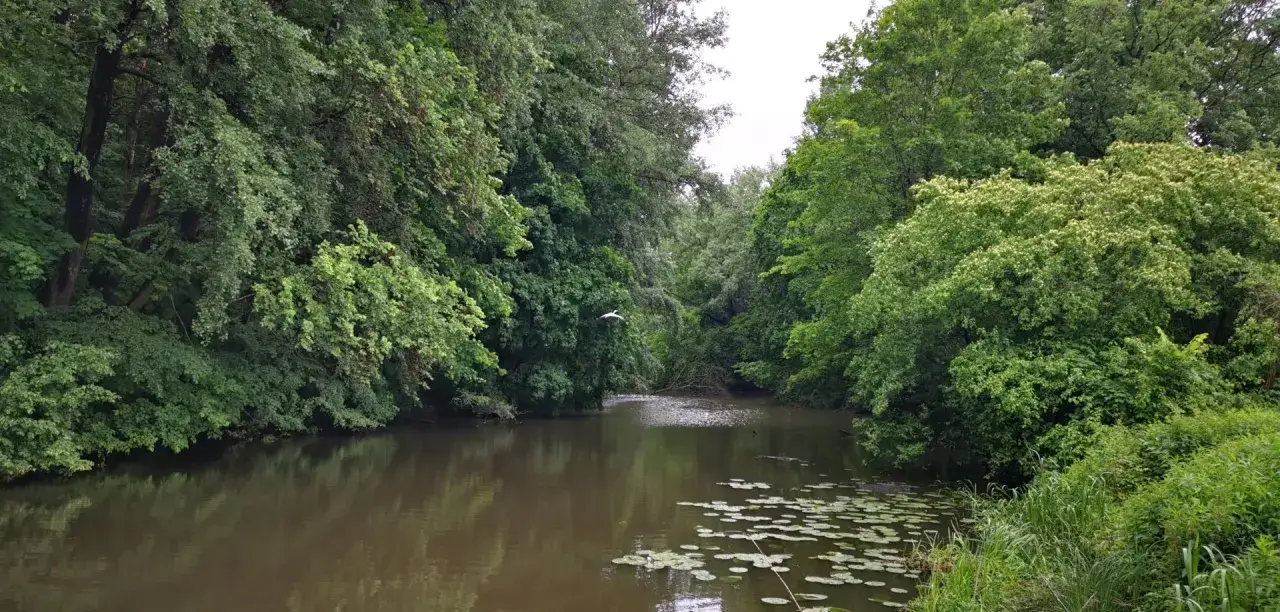 Spokojne jezioro wilanowskie otoczone bujną zielenią. Ptak wzbija się w powietrze nad wodą, na której unoszą się lilie wodne.