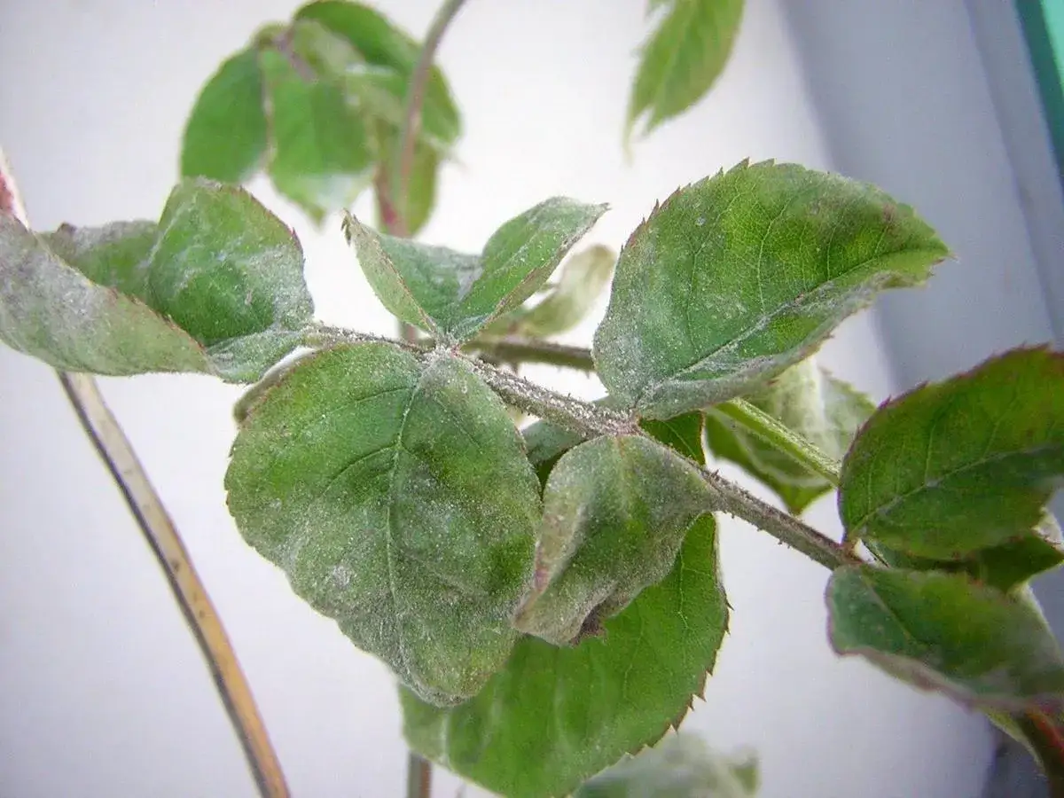 Mousse blanche sur rosier, signe d'un o&iuml;dium qui s'installe sur les feuilles vertes.