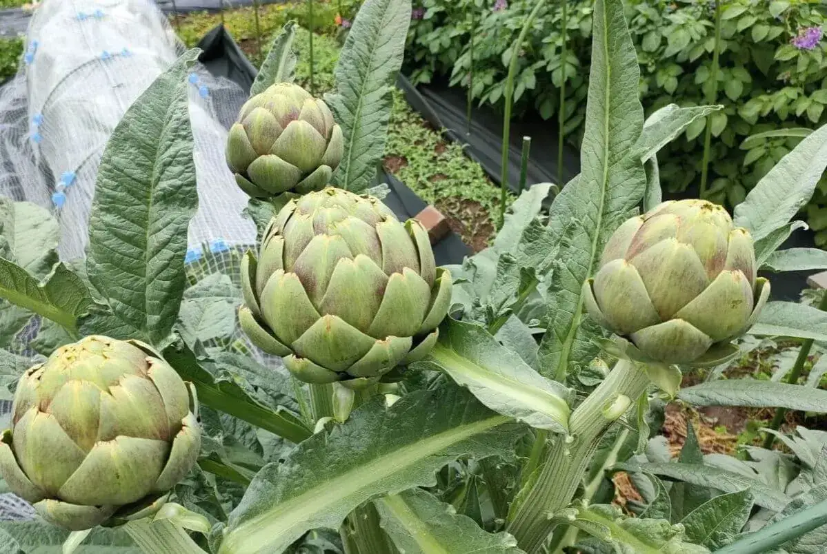 Quatre beaux artichauts verts prêts à être cueillis dans un jardin. Leurs feuilles épaisses et leurs bractées serrées indiquent qu'il est temps de savoir quand cueillir les artichauts.