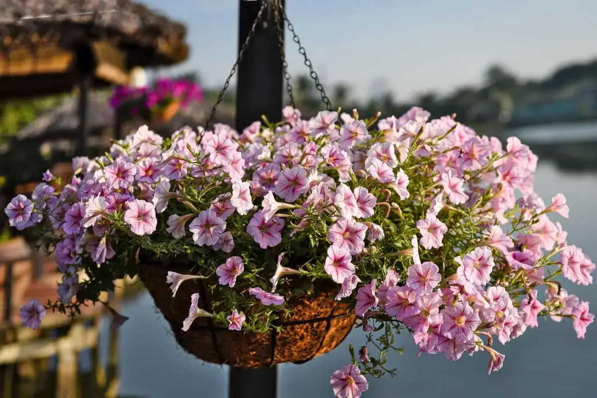 En hängande korg fylld med rosa surfinior. Skillnad på surfinia och petunia är svår att se här, men båda är vackra.