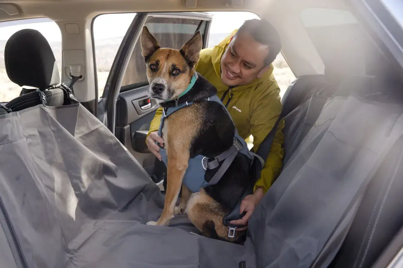 Un homme ajuste le harnais voiture chien de son compagnon, prêt pour une aventure en toute sécurité.