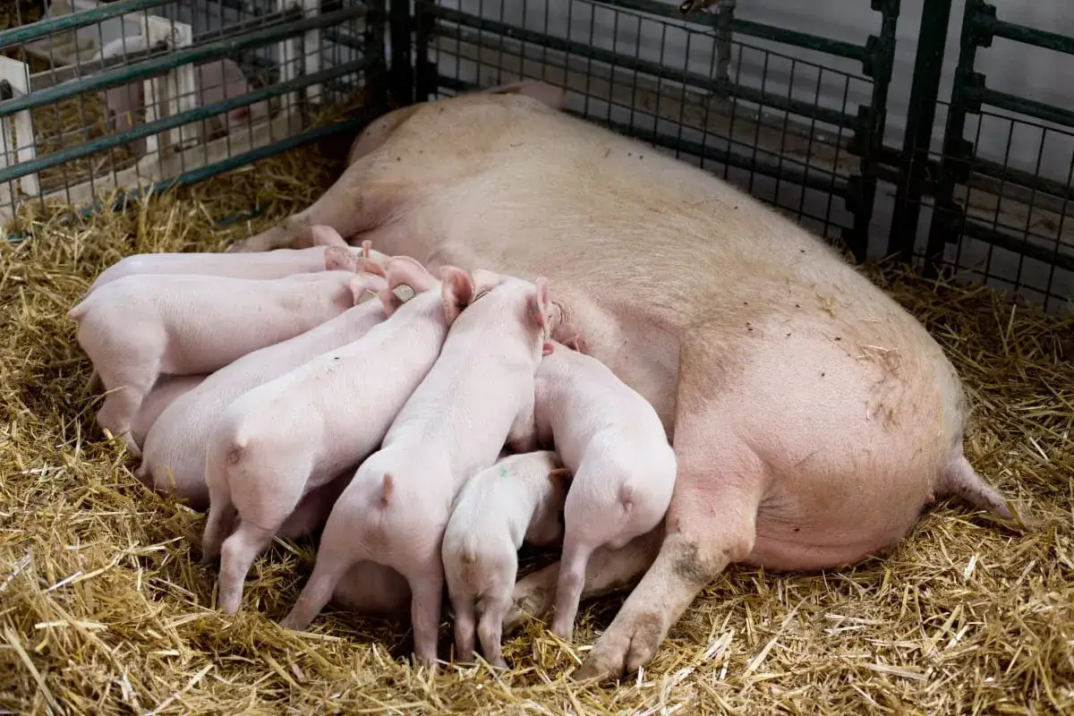 Prosięta ssące matkę, przykład typ&oacute;w użytkowych świń. W zagrodzie na słomie widać dużą lochę i kilka małych, r&oacute;żowych prosiąt.