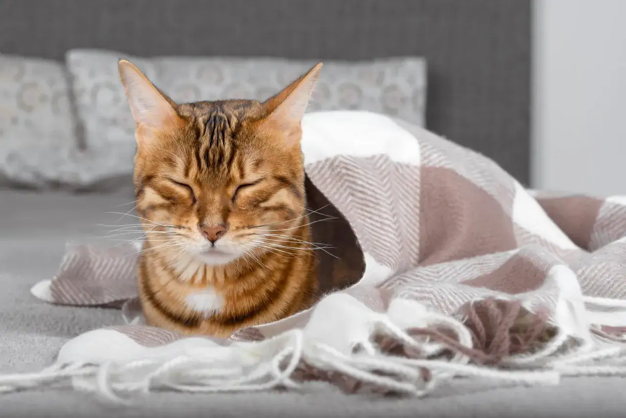 Un gatito de 3 meses duerme pl&aacute;cidamente bajo una manta a cuadros.