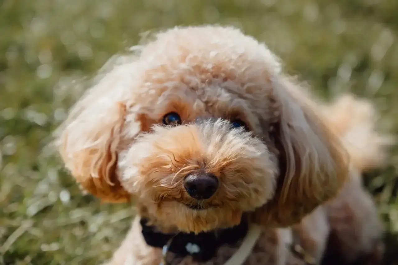 Uroczy, dorosły pies rasy maltipoo z puszystą, beżową sierścią i ciemnymi oczami, siedzi na trawie.