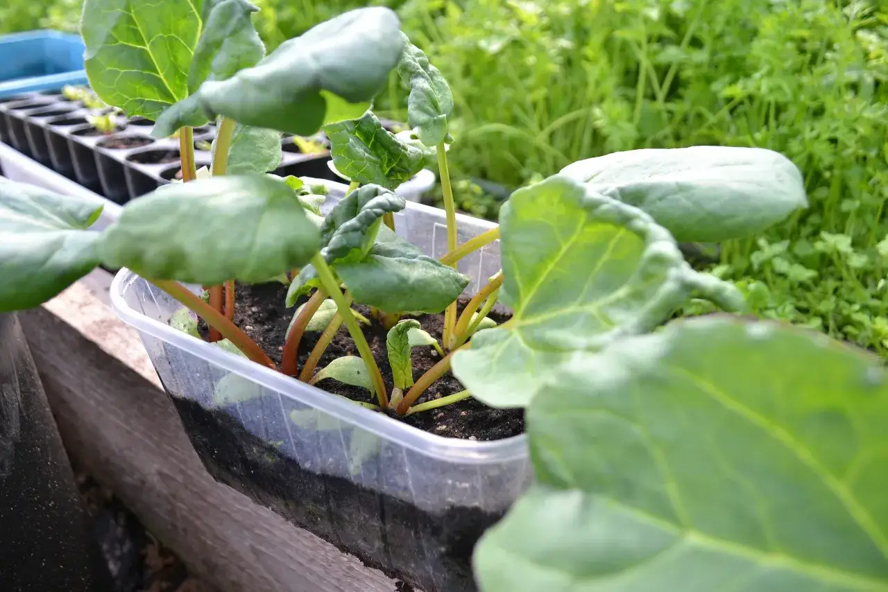 Sm&aring; rabarberplantor v&auml;xer i en plastkruka, redo att planteras ut.
