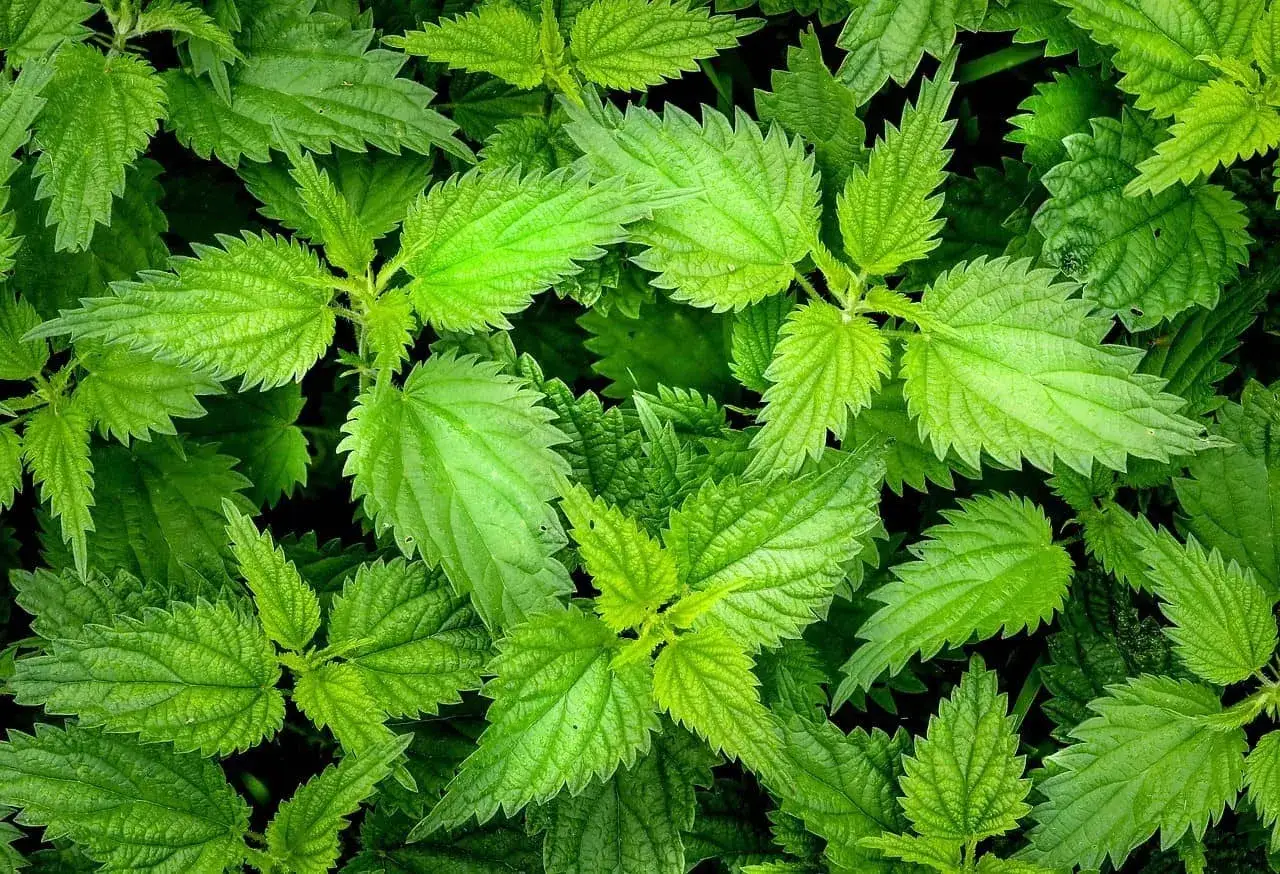 Nahaufnahme von Brennnesselbl&auml;ttern (Urtica dioica). Die Bl&auml;tter sind herzf&ouml;rmig mit gezackten R&auml;ndern und zeigen die typische Urtica dioica Wirkung.