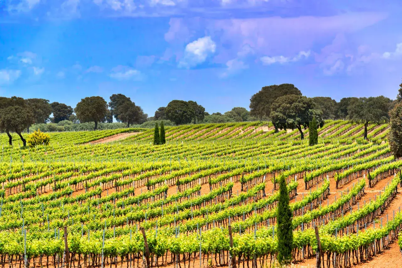 Viñedos verdes bajo un cielo azul, un paisaje que evoca la calidad de la denominación de origen Almansa.