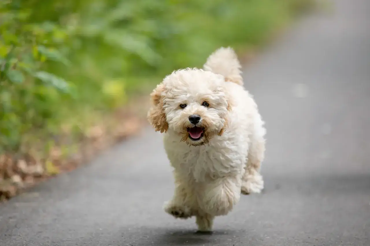 Zdjęcie Ile kosztuje maltipoo z hodowli? Ceny, które mogą zaskoczyć