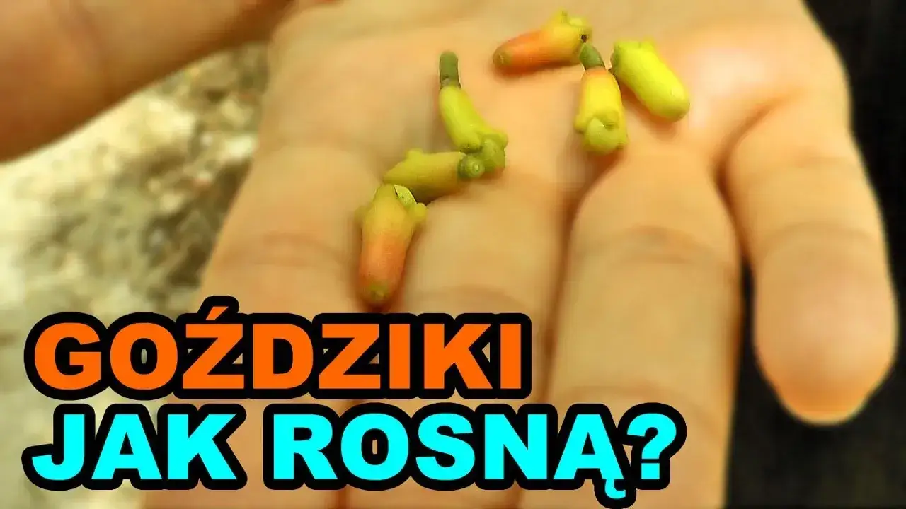 Zdjęcie Jak rosną goździki przyprawa - kluczowe etapy i tajemnice uprawy