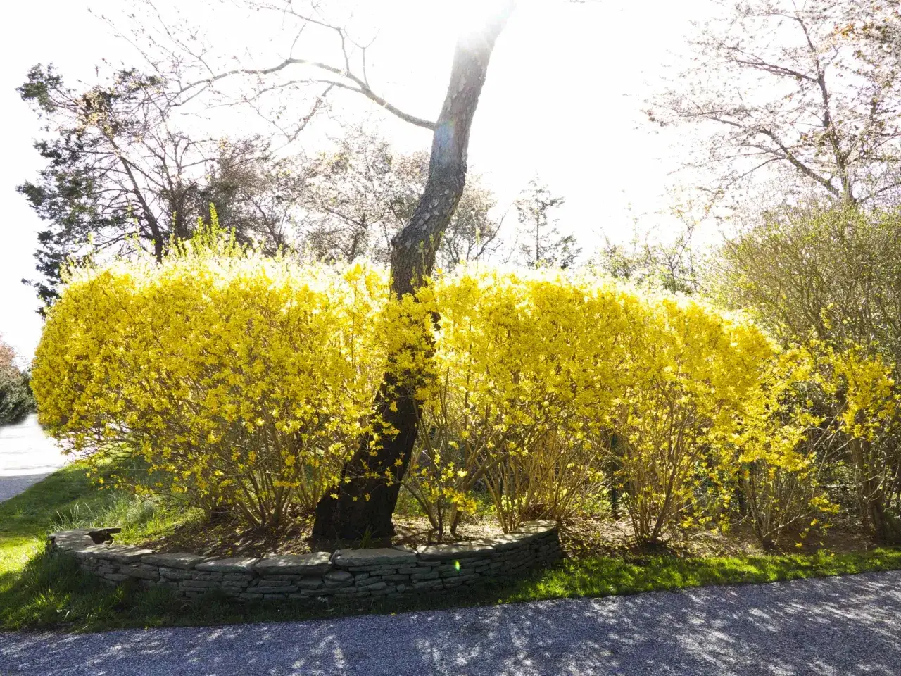En stor, frodig klippa forsythia blommar i gult vid en stenmur. Solen skiner starkt genom tr&auml;den.