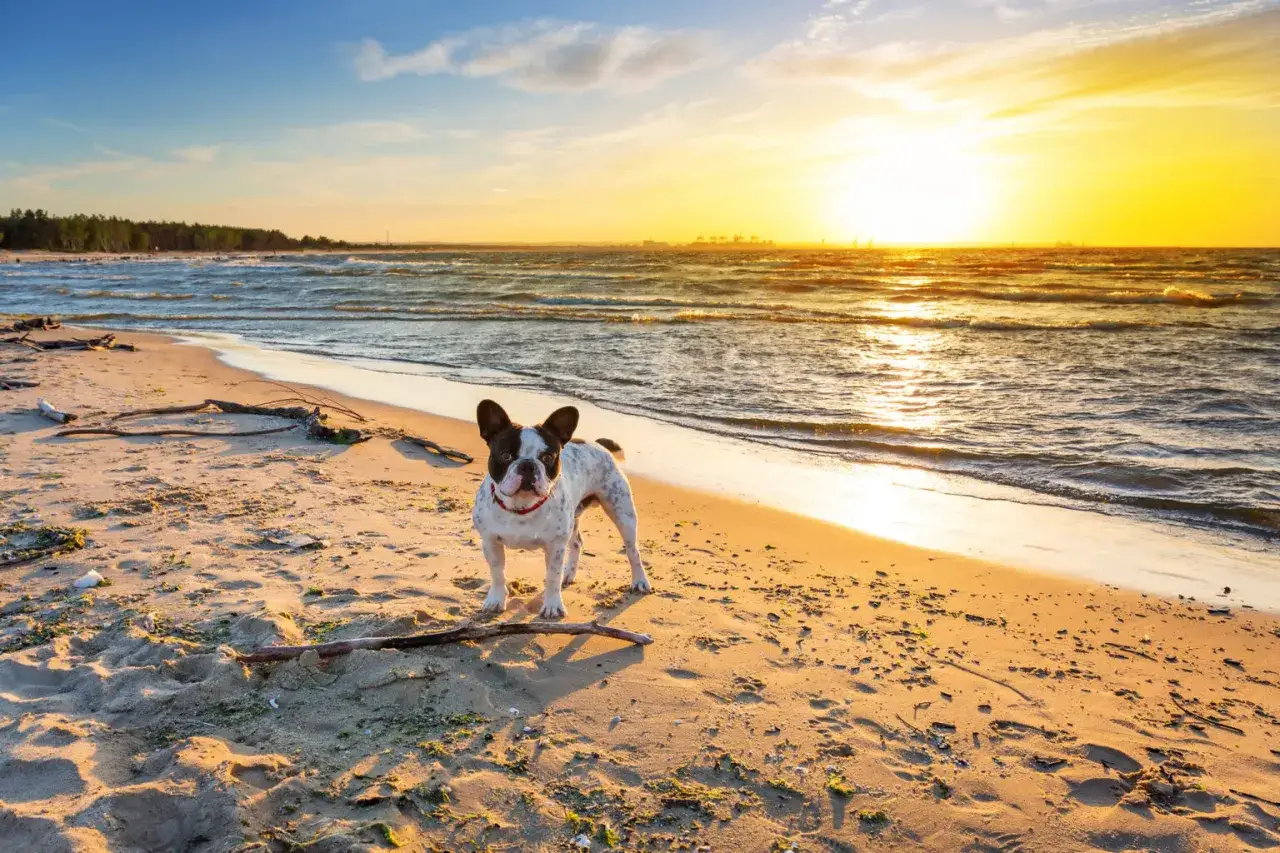 Francuski buldog cieszy się zachodem słońca na plaży. Idealny weekend z psem nad morzem.