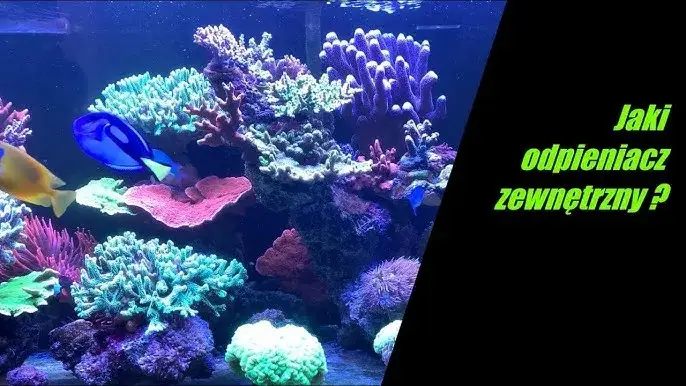 porównanie odpieniaczy akwariowych różnych marek
