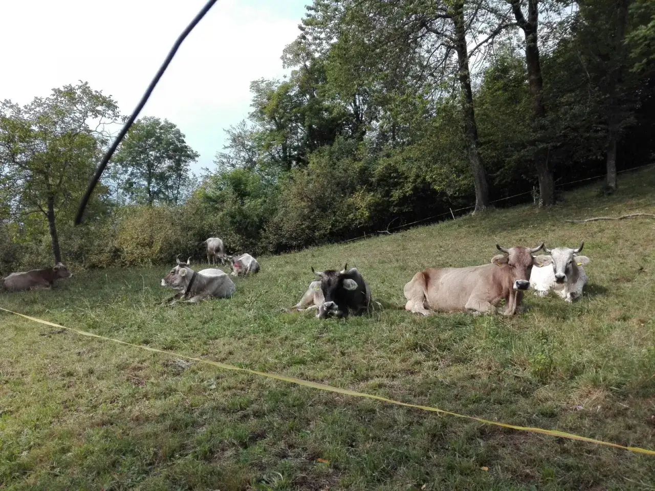 Mucca bruna e bianca riposa sull'erba, parte del suo foraggio. Altre mucche sono sparse nel prato verde.