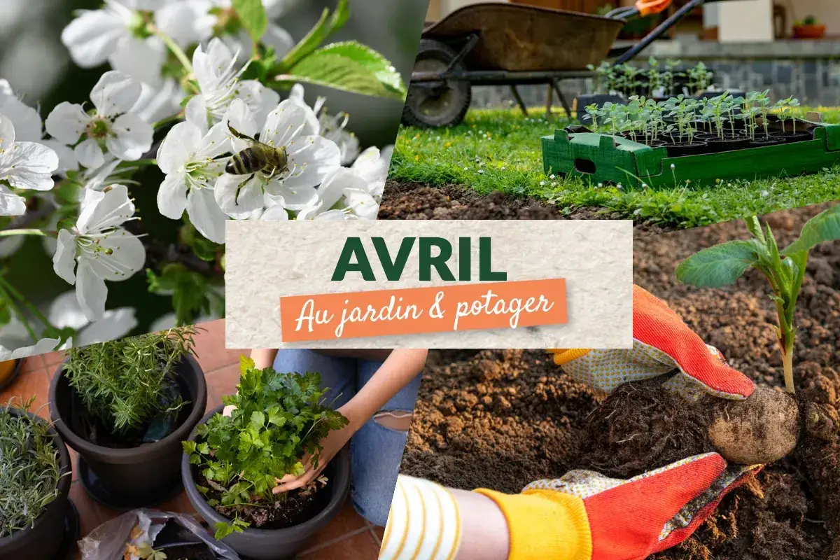 Avril : au jardin & potager. Semis de jeunes plants, plantation de pommes de terre, et floraison annoncent le printemps.