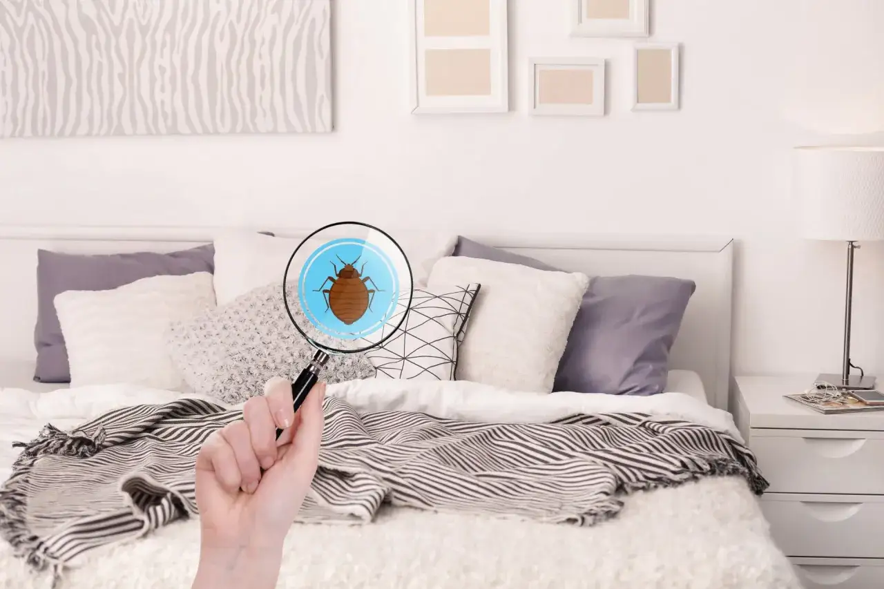 Magnifying glass reveals a bed bug on a mattress, highlighting the hidden threat of dust mites and pests in our beds.