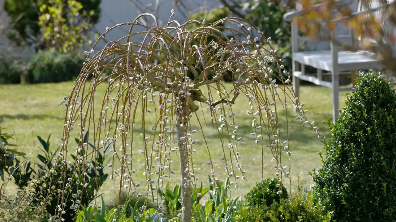 Eine h&auml;ngende Sal-Weide mit weichen K&auml;tzchen im Fr&uuml;hling. Im Hintergrund eine Gartenbank und gr&uuml;ner Rasen.
