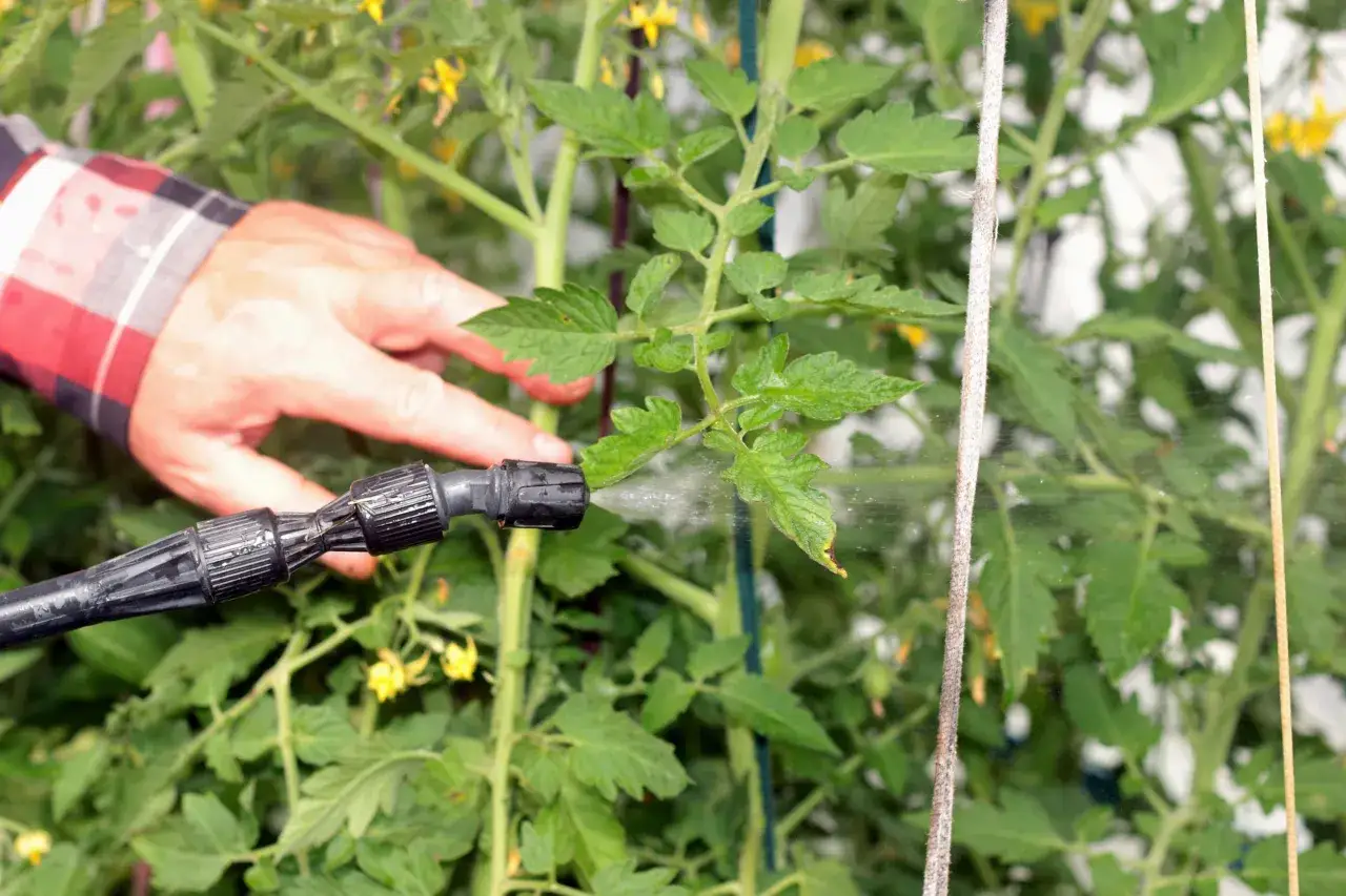 Main d'un jardinier pulvérisant du purin d'ortie sur des plants de tomates pour lutter contre les pucerons.