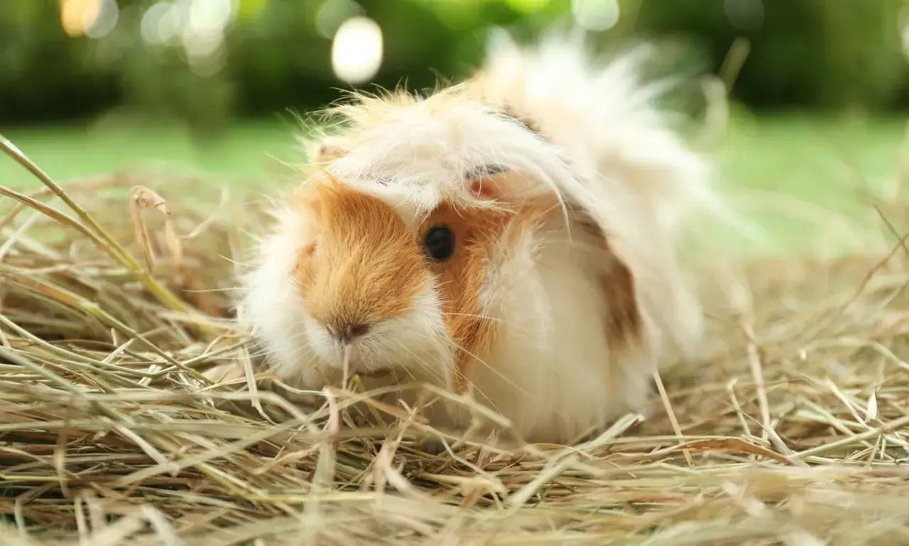 Cobaya peluda entre heno, explorando su entorno. Las cobayas comen heno, verduras y frutas.