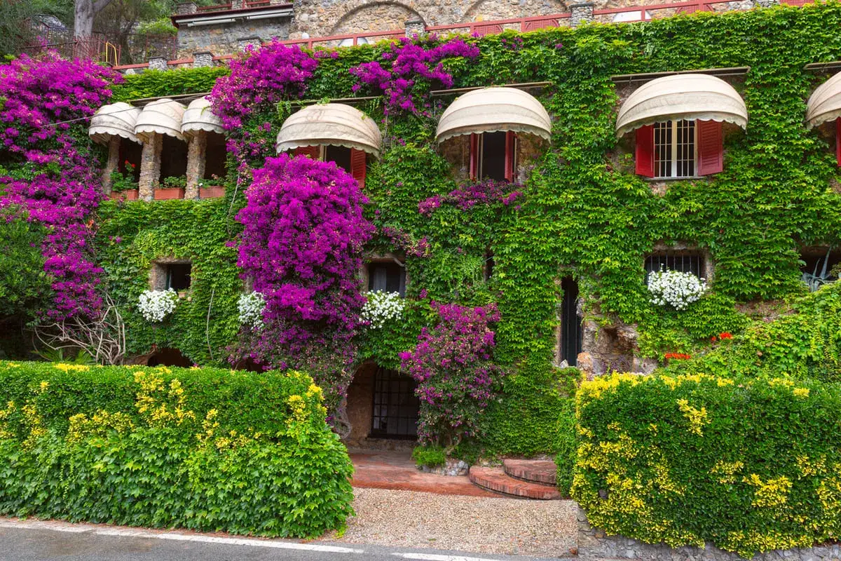 Maison recouverte de plantes grimpantes luxuriantes, de bougainvilliers violets éclatants et de buissons verts.
