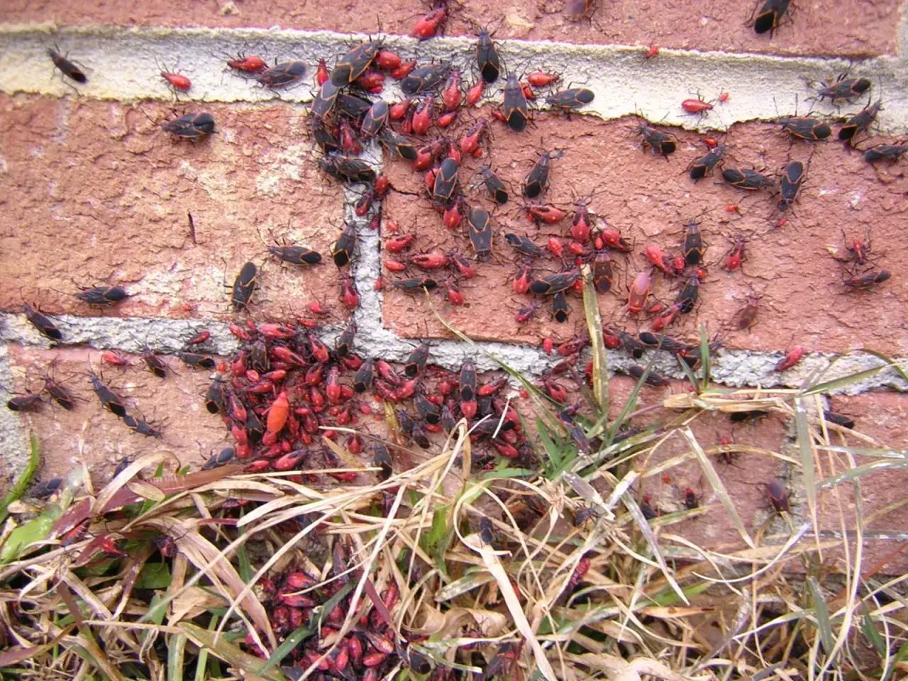 A large cluster of brown boxelder bugs, some with red markings, are gathered on a brick wall and in the dry grass below.