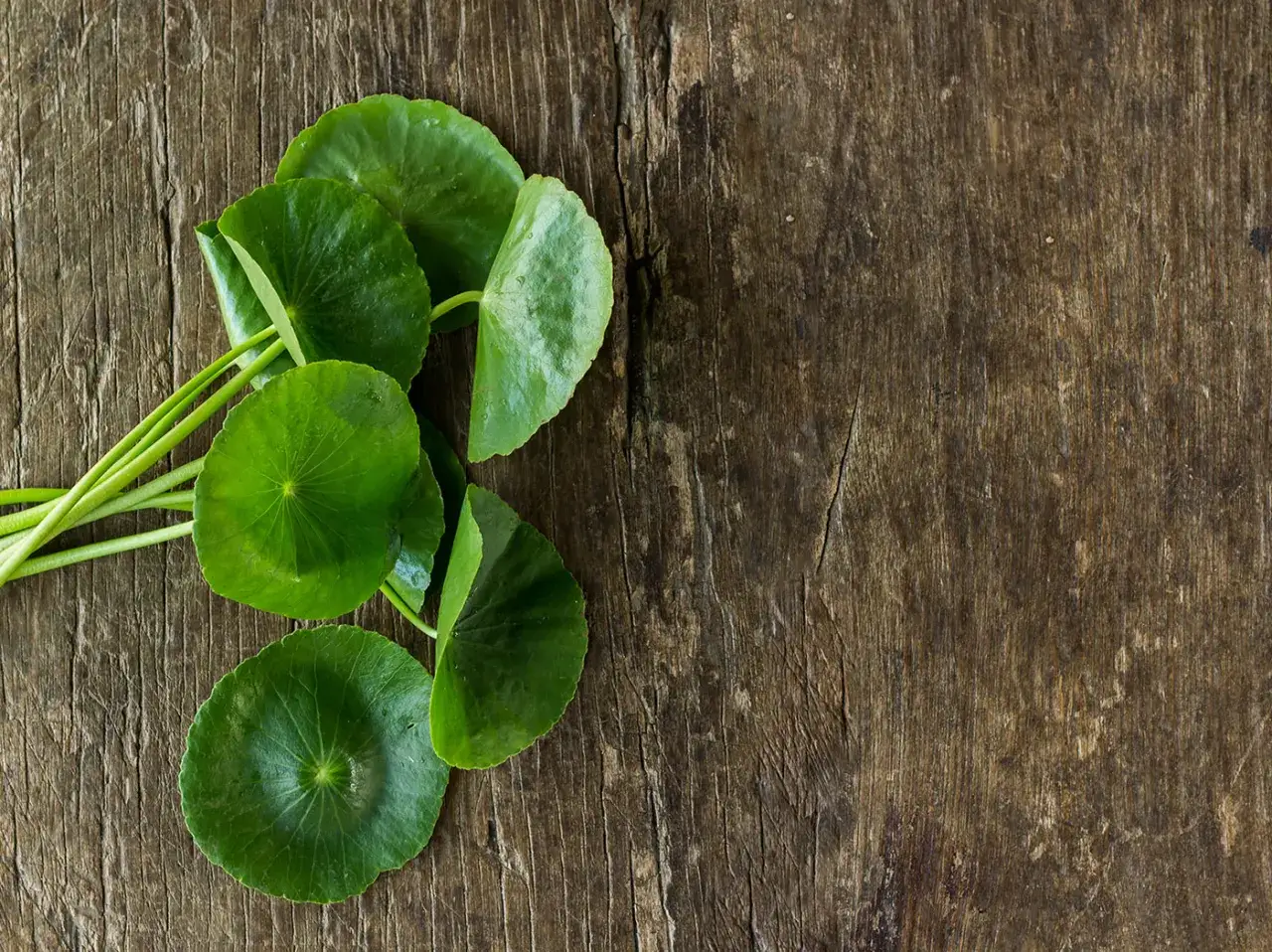Feuilles vertes de gotu kola dispos&eacute;es sur un fond de bois rustique.