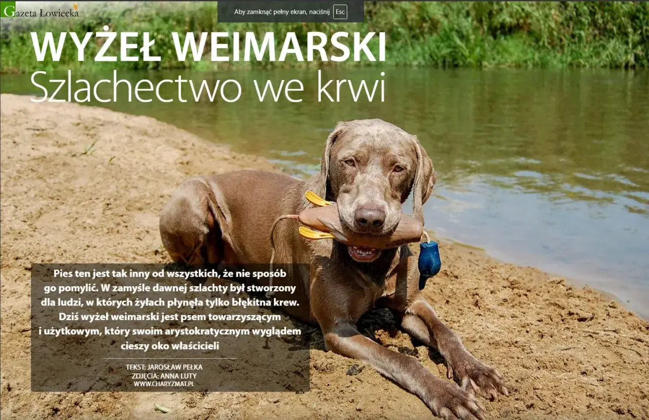 Wyżeł weimarski z zabawką w pysku leży na piaszczystym brzegu rzeki.
