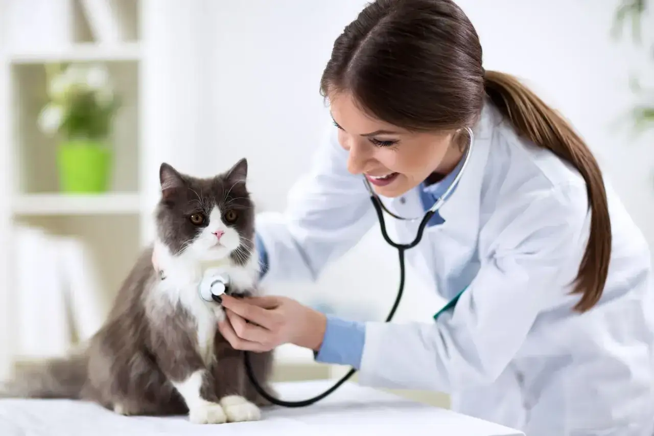 Vétérinaire examinant un chat avec un stéthoscope. Est-ce grave de ne pas vacciner son chat ? La vaccination protège contre des maladies potentiellement mortelles.