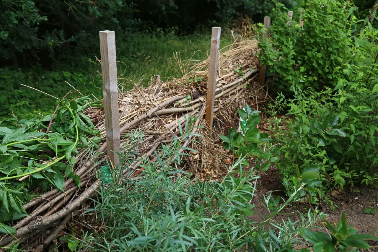 Naturnahe Hecke aus &Auml;sten und Zweigen, ideal f&uuml;r vogelschutz. Das Schneiden der Hecke f&ouml;rdert das Wachstum und bietet Unterschlupf.