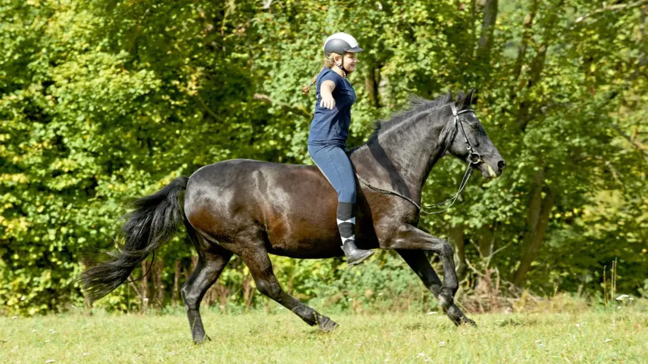 Eine Reiterin mit Helm genießt das reiten ohne sattel auf einem dunklen Pferd durch eine grüne Wiese.