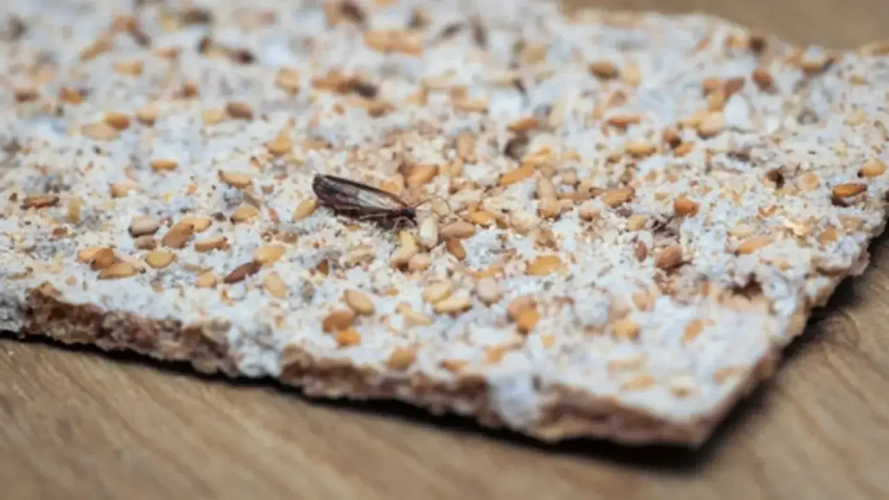 Une larve de mite alimentaire se repose sur une galette de c&eacute;r&eacute;ales aux graines.