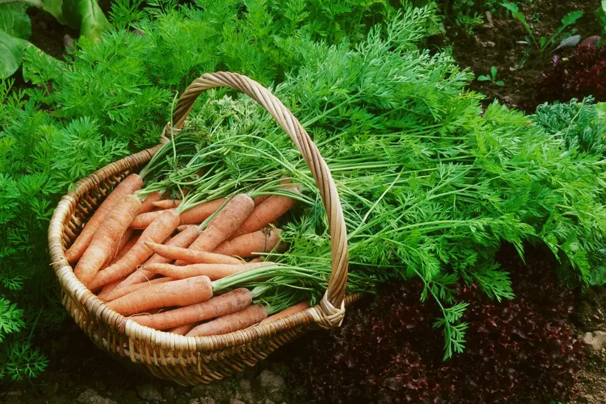 Panier en osier rempli de carottes fra&icirc;chement cueillies, avec leurs fanes vertes luxuriantes d&eacute;bordant. La r&eacute;colte carotte est pr&ecirc;te &agrave; &ecirc;tre cuisin&eacute;e.