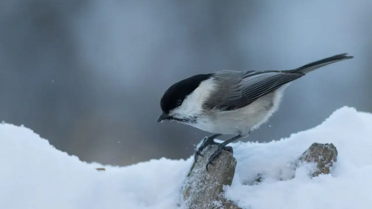 En liten talltita sitter p&aring; en sn&ouml;t&auml;ckt gren, redo att flyga iv&auml;g.
