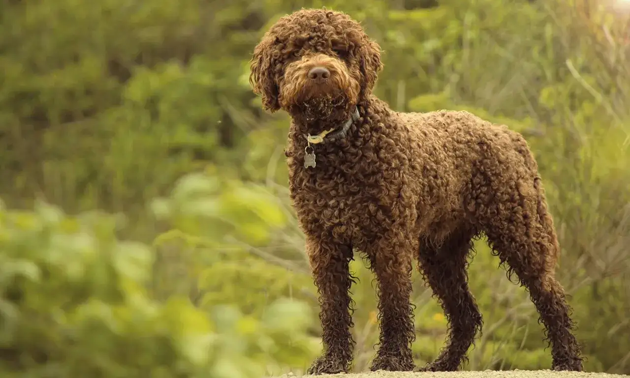 Brązowy lagotto romagnolo z kręconą sierścią stoi na tle zieleni, z błotem na pysku.