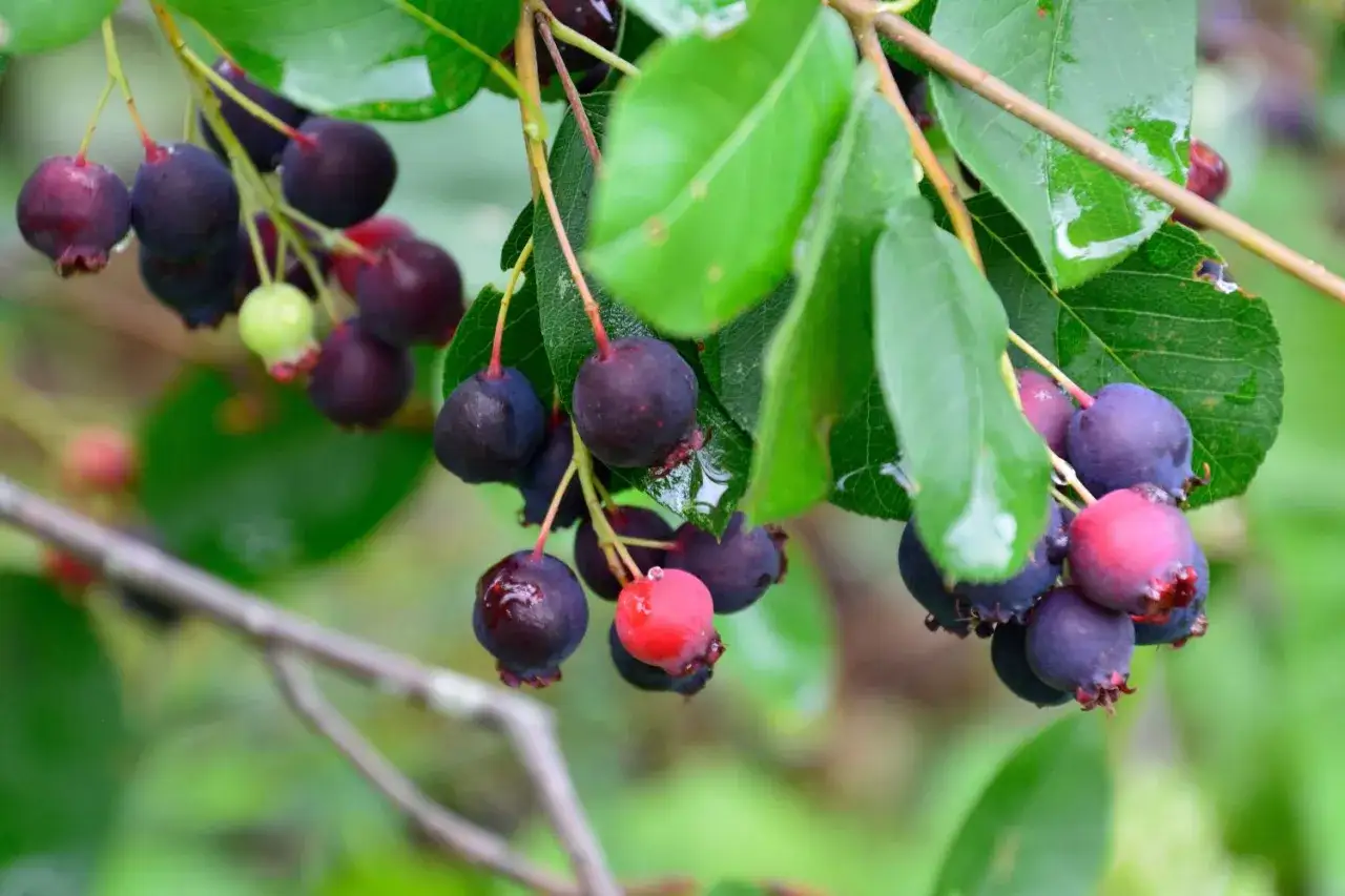 Reife und unreife Fr&uuml;chte der Amelanchier ovalis h&auml;ngen an einem Ast. Einige Beeren sind dunkelviolett, andere noch hellgr&uuml;n oder r&ouml;tlich.
