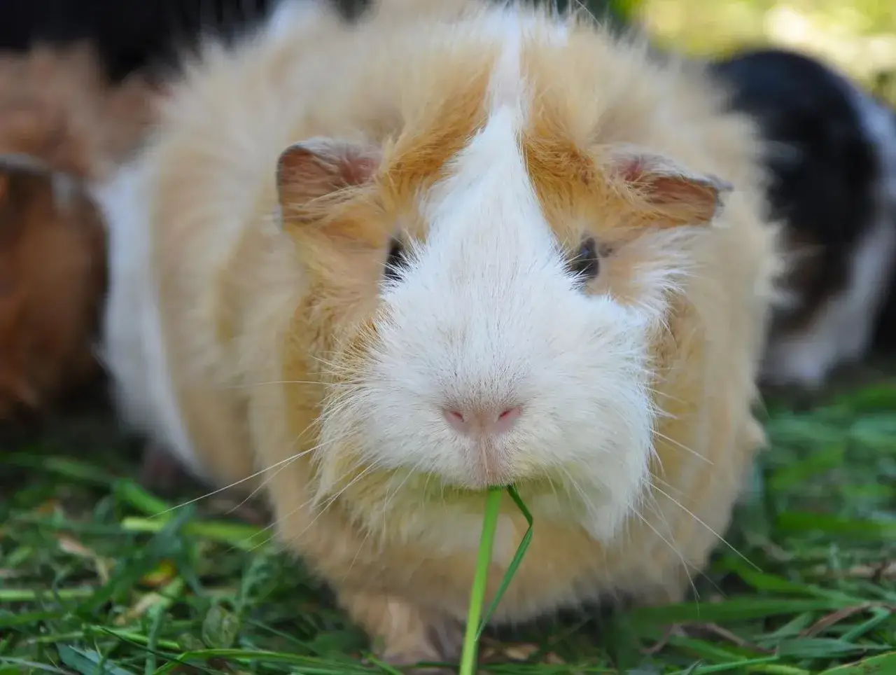 Ein flauschiges Meerschweinchen mit wei&szlig;er und beiger Fellzeichnung frisst gen&uuml;sslich Gras. Es sieht aus, als w&uuml;rde es gerade 