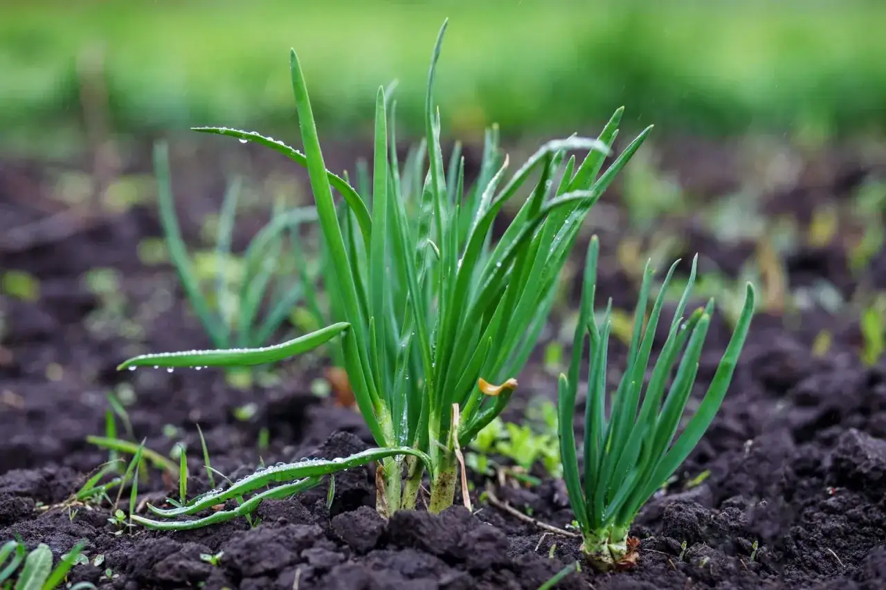 Jeunes pousses d'oignons dans la terre, avec des gouttes de pluie sur les feuilles vertes. Le semis d'oignon prospère.