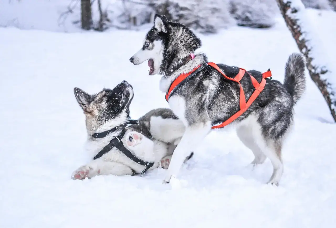 Dwa husky w szelkach bawią się na śniegu. Jeden leży, drugi stoi, patrząc na niego z otwartym pyskiem.
