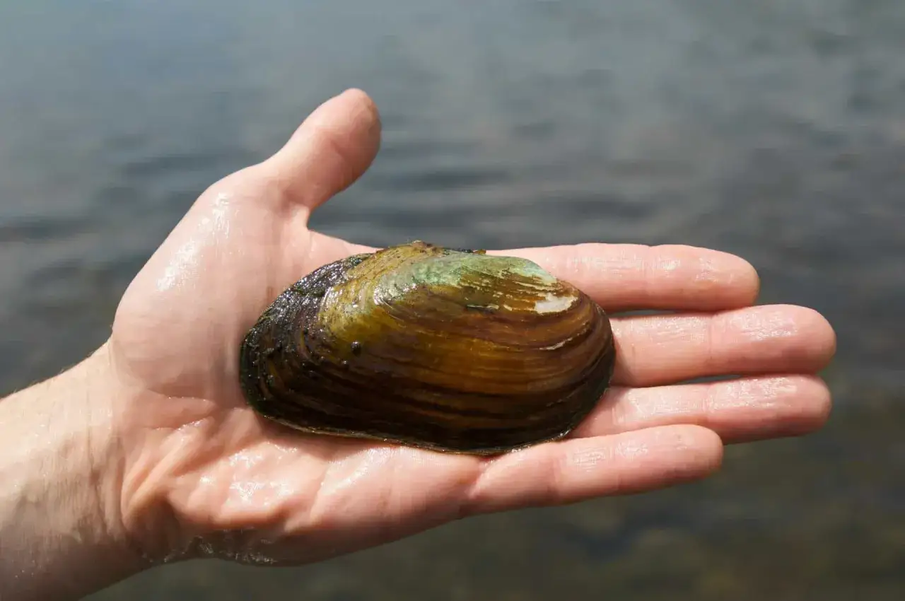 Une main tient une moule d'eau douce comestible aux reflets verts et bruns.