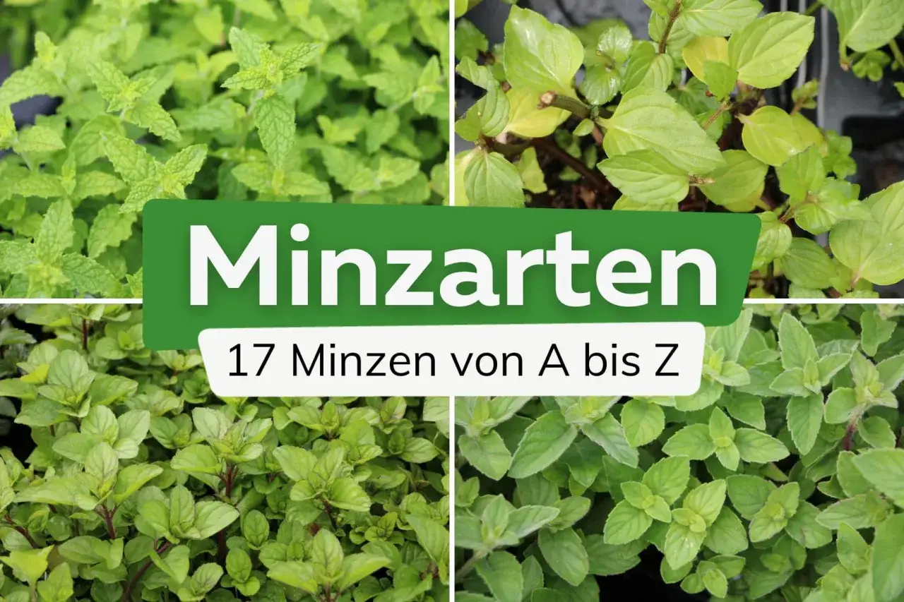 Vier Bilder zeigen verschiedene Minzarten. Der Text
