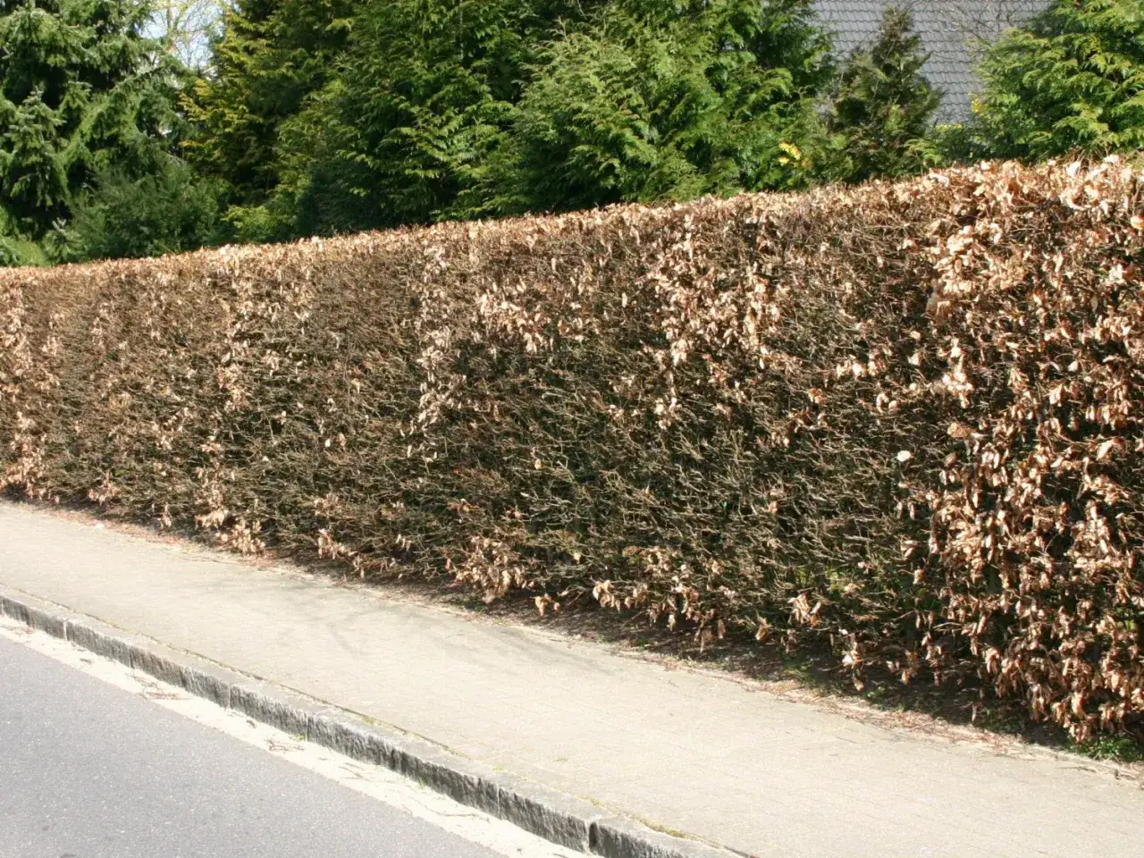Dichte Hainbuchenhecke mit braunen Blättern, die auf den jährlichen Hainbuche Wachstum pro Jahr hinweist.