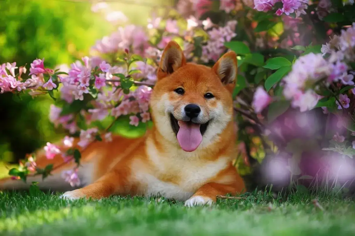 Uśmiechnięty pies rasy shiba inu, popularnej japońskiej rasy psa, leży na trawie wśr&oacute;d kwitnących krzew&oacute;w.