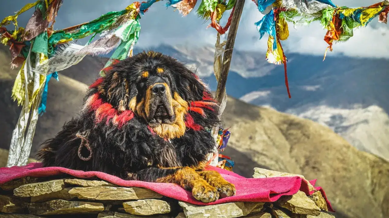 Majest&auml;tischer tibetanischer Mastiff mit roter Verzierung liegt auf einem Steinwall unter Gebetsfahnen in den Bergen.