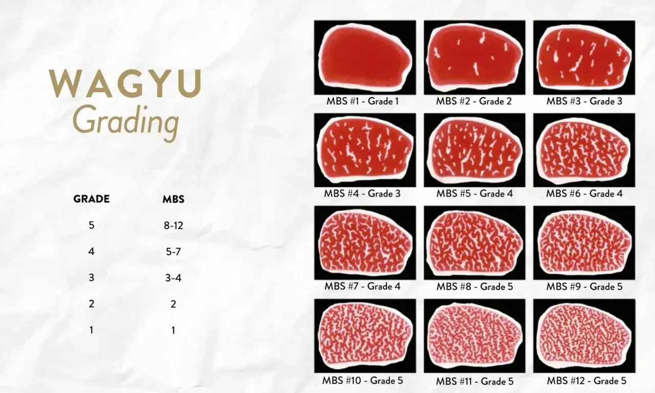 Porównanie jakości mięsa wagyu: od gładkiego MBS #1 do marmurkowego MBS #12.