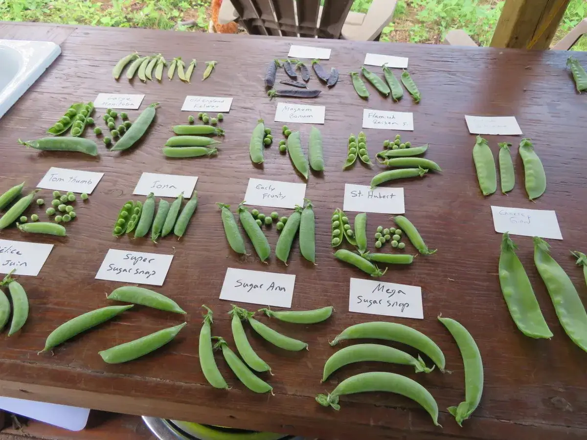 Diverses variétés de pois, dont des pois gourmands, présentées sur une table en bois. Idéal pour un semis de pois gourmand automne.
