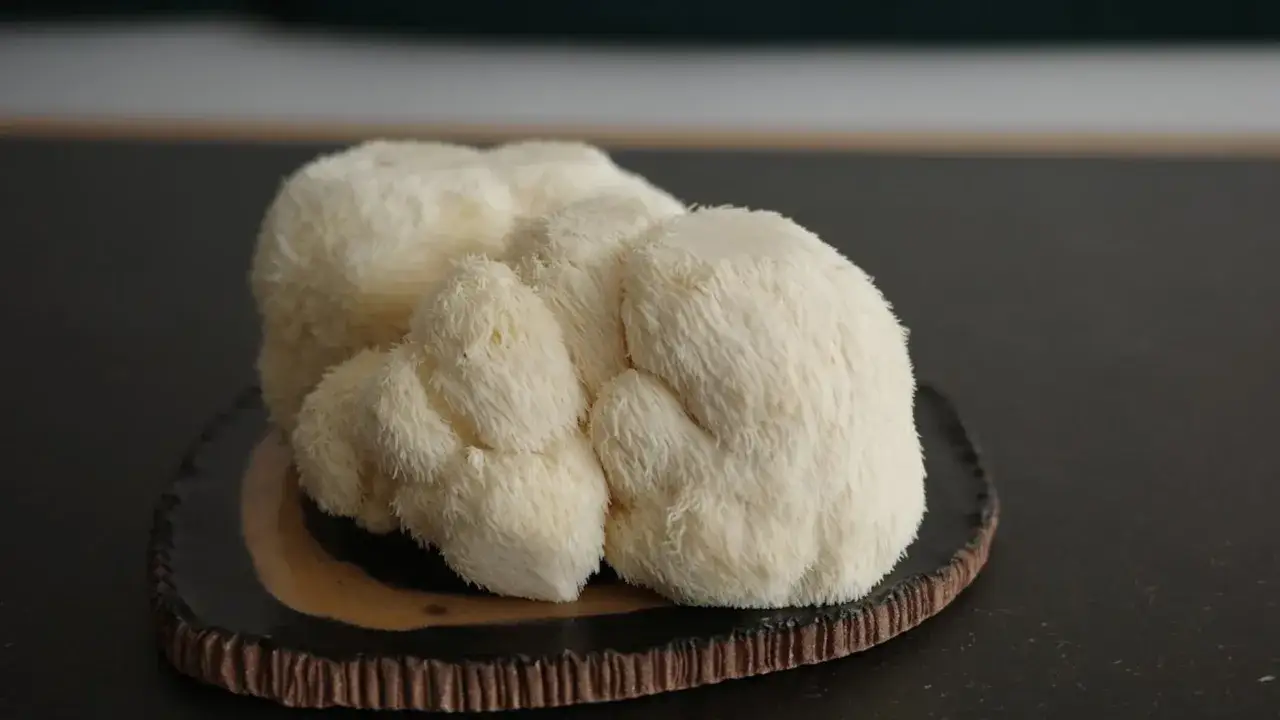 Un hongo melena de le&oacute;n blanco y esponjoso, con una textura que recuerda a la melena de un le&oacute;n, reposa sobre un plato oscuro.