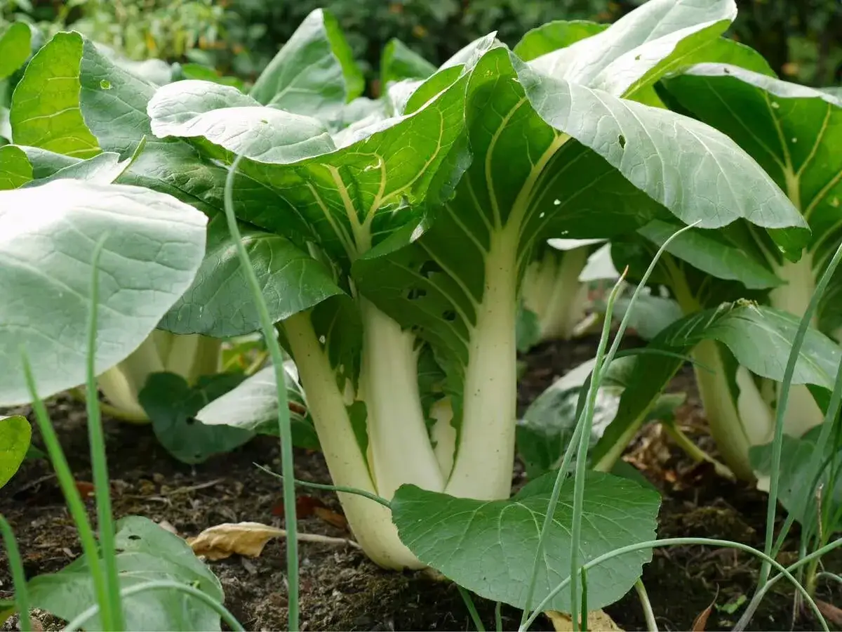 Frisch gewachsener Pak Choi im Garten. Die grünen Blätter und weißen Stiele sind gut zu erkennen.