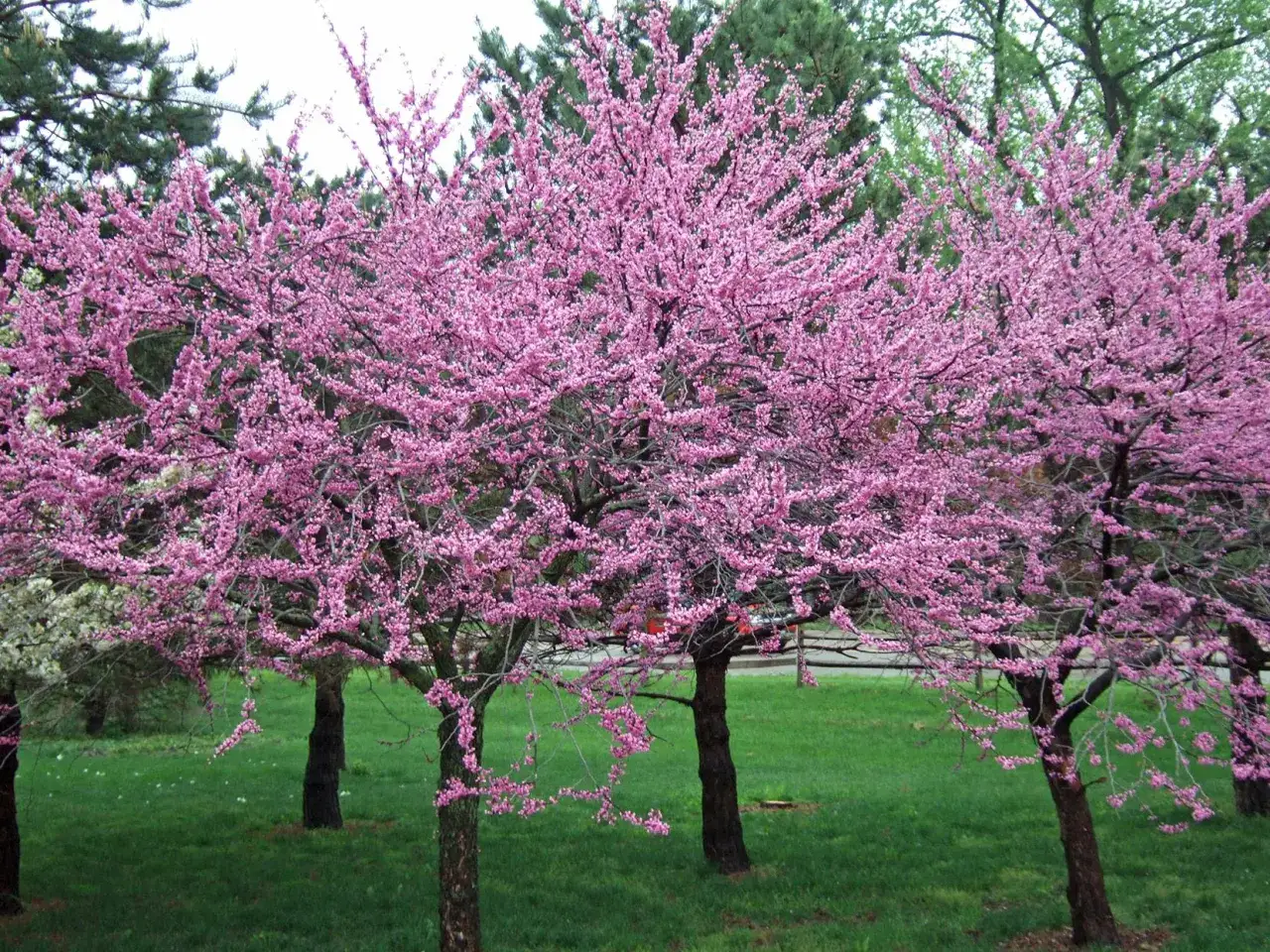 Arbres couverts de fleurs de printemps roses éclatantes, annonçant la saison avec leur beauté.