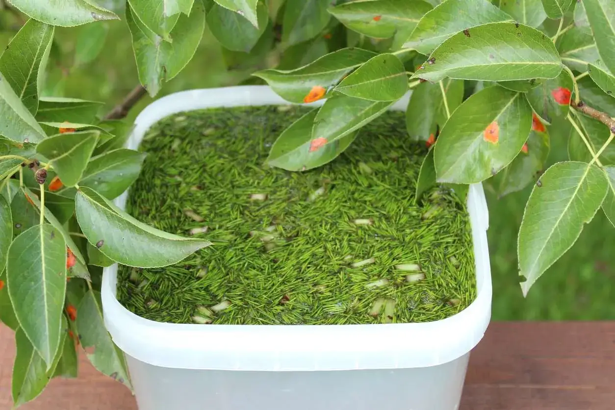 Un seau rempli de purin de pr&ecirc;le, entour&eacute; de feuilles vertes. Ce m&eacute;lange naturel est pr&ecirc;t &agrave; &ecirc;tre utilis&eacute; pour le jardin.